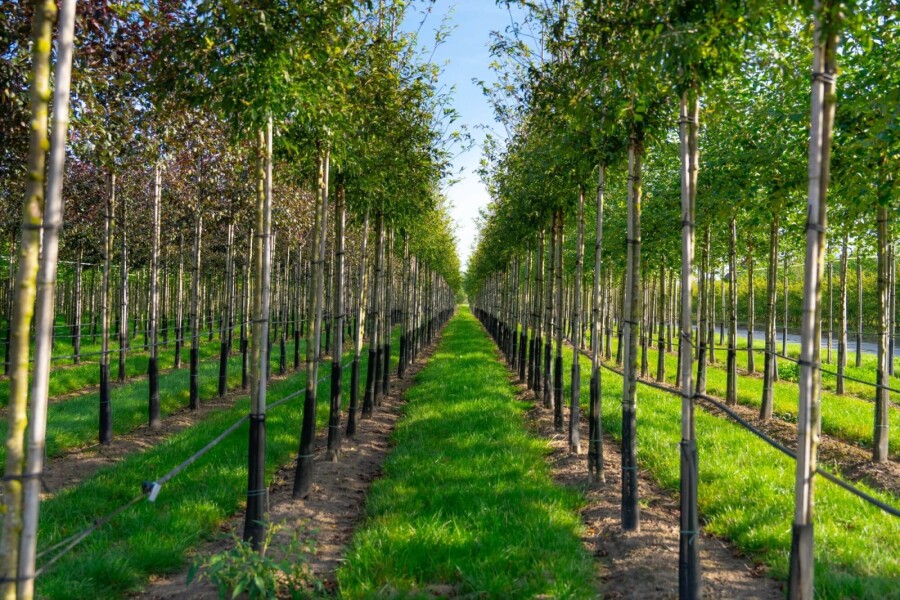 Malus toringo HO 10/12 P/K Malus toringo Hochstamm 10/12