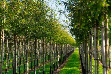 Malus toringo hochstamm 10/12