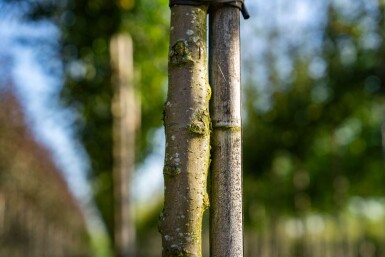 Malus toringo hochstamm 10/12