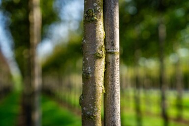 Malus toringo hochstamm 10/12