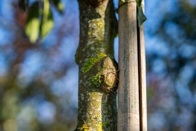 Malus toringo hochstamm 10/12