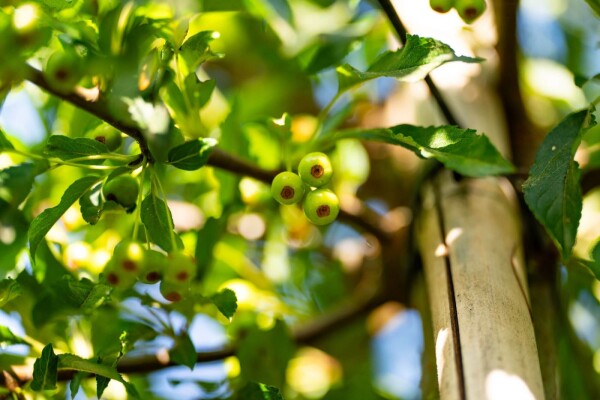 Malus toringo meerstammig