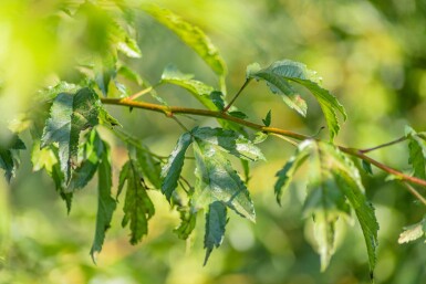 Malus toringo 'Brouwers Beauty'