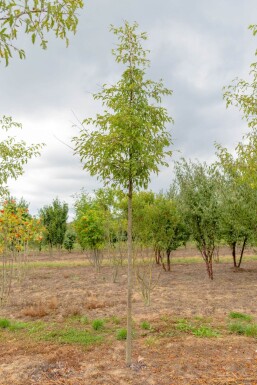 Malus toringo 'Brouwers Beauty' hochstamm 10/12