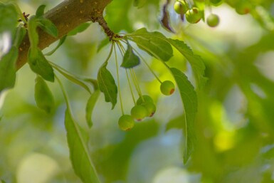 Malus toringo 'Brouwers Beauty' hochstamm 10/12