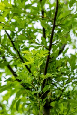 Malus toringo 'Brouwers Beauty' hochstamm 10/12