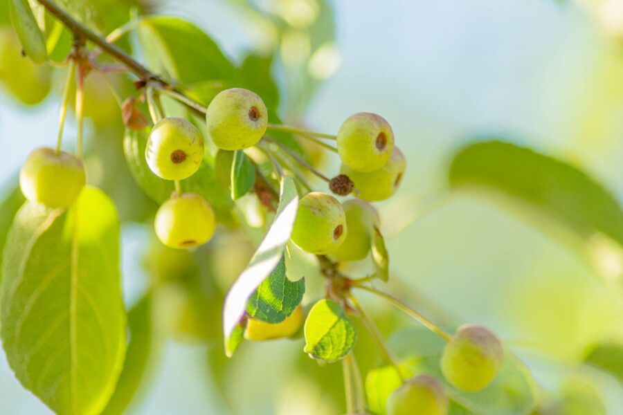 Malus tschonoskii Malus tschonoskii