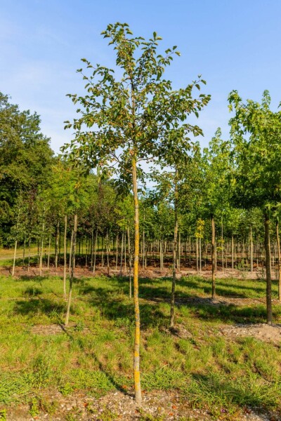 Malus tschonoskii Hochstamm Malus tschonoskii Hochstamm