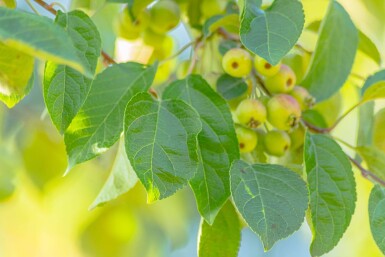 Malus tschonoskii hochstamm 14/16