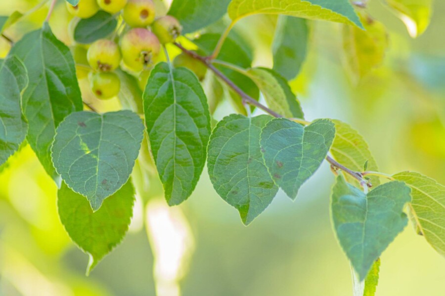 Malus tschonoskii HO 14/16 P/K Malus tschonoskii Hochstamm 14/16