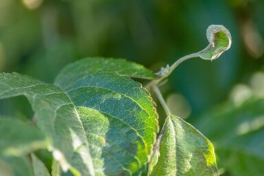 Malus 'Evereste'