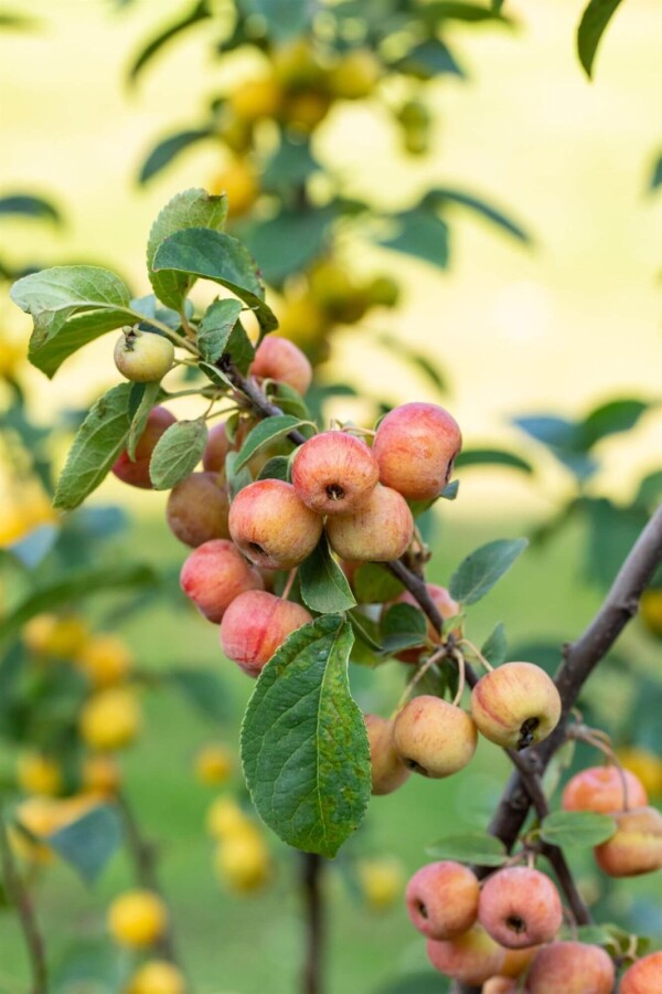 Malus 'Evereste' Malus 'Evereste'