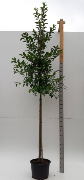Malus 'Evereste' Hochstamm Malus 'Evereste' Hochstamm