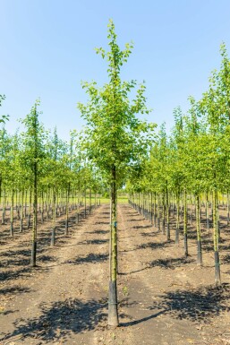 Malus 'Evereste' hochstamm 6/8