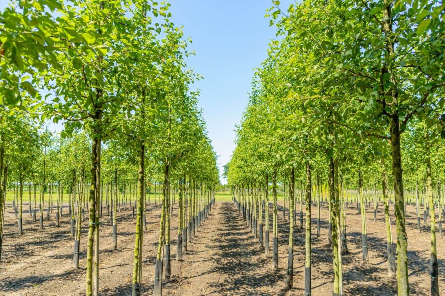 Malus 'Evereste' HO 4/6 P/K Malus 'Evereste' Hochstamm 4/6