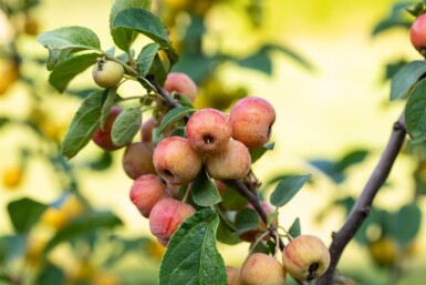 Malus 'Evereste' hochstamm 6/8