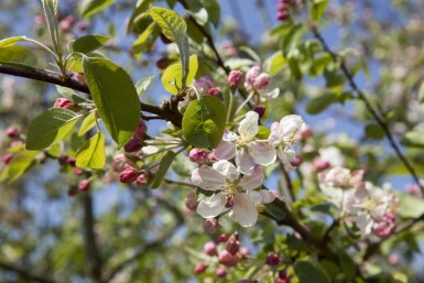 Malus 'Evereste' hochstamm 6/8