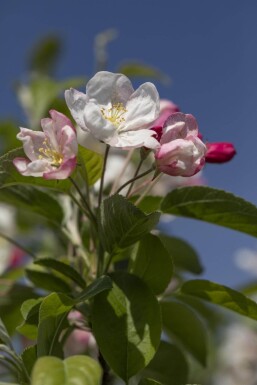 Malus 'Evereste' hochstamm 6/8