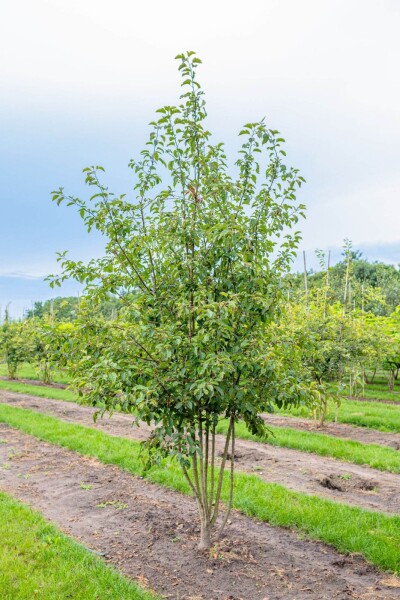 Malus 'Evereste' Mehrstämmig Malus 'Evereste' Mehrstämmig