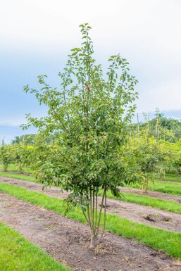 Malus 'Evereste' mehrstämmig 200-250