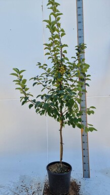 Malus 'Evereste' halbstamm 120cm Stamm