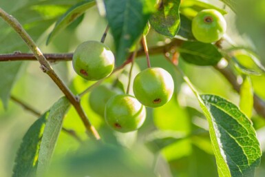 Malus 'Evereste' halbstamm 120cm Stamm