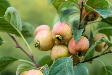 Malus 'Evereste' halbstamm 120cm Stamm