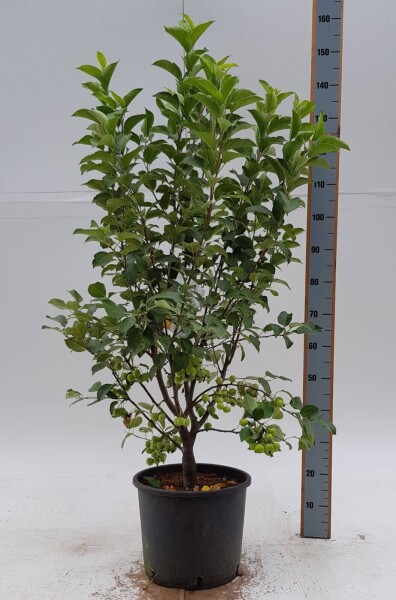 Malus 'Evereste' Strauch Malus 'Evereste' Strauch
