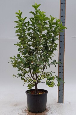 Malus 'Evereste' strauch 60-80