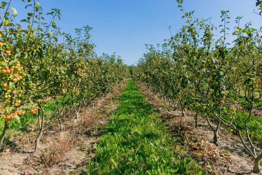 Malus 'Evereste' ST 60-80 P/K Malus 'Evereste' Strauch 60-80