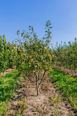 Malus 'Evereste' strauch 60-80