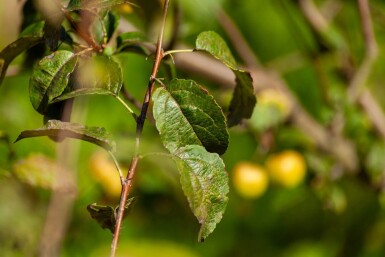 Malus 'Evereste' strauch 60-80