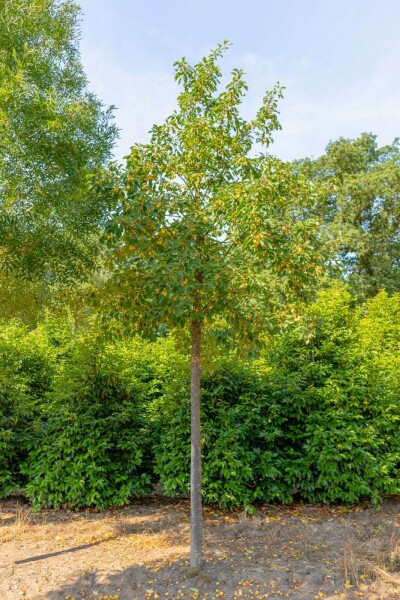 Malus 'Golden Hornet' Hochstamm Malus 'Golden Hornet' Hochstamm