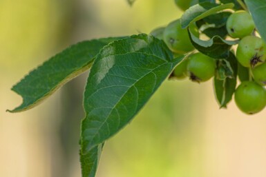 Malus 'Golden Hornet' hoogstam 10/12