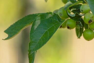Malus 'Golden Hornet' HO 10/12 P/K Malus 'Golden Hornet' Hochstamm 10/12
