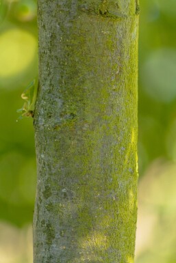 Malus 'Golden Hornet' hoogstam 10/12