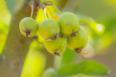 Malus 'Golden Hornet' HO 10/12 P/K Malus 'Golden Hornet' Hochstamm 10/12