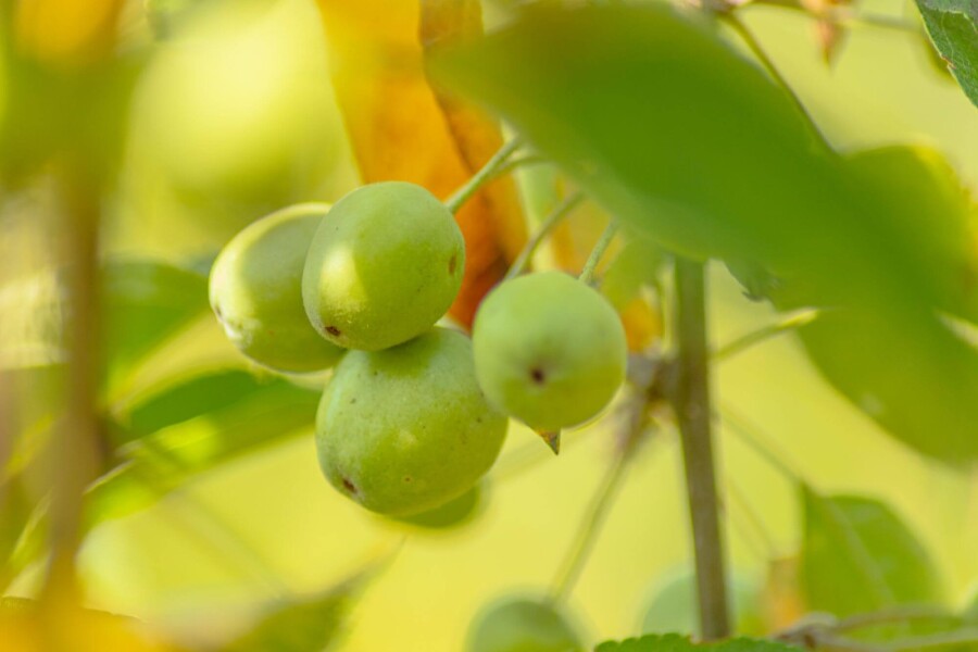 Malus 'Golden Hornet' HO 10/12 P/K Malus 'Golden Hornet' Hochstamm 10/12