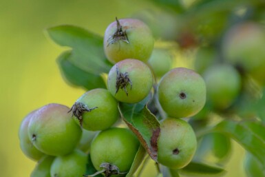 Malus 'Golden Hornet' HO 10/12 P/K Malus 'Golden Hornet' Hochstamm 10/12