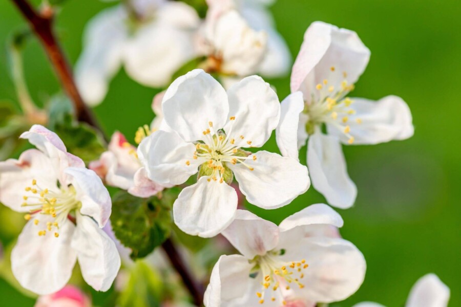 Malus 'Golden Hornet' HO 10/12 P/K Malus 'Golden Hornet' Hochstamm 10/12