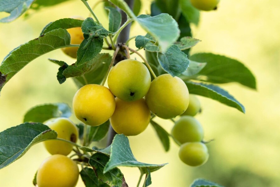 Malus 'Golden Hornet' HO 10/12 P/K Malus 'Golden Hornet' Hochstamm 10/12
