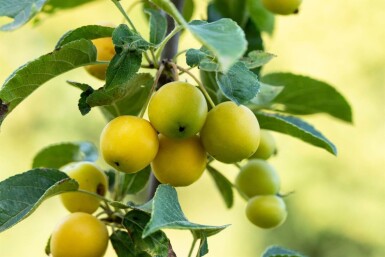 Malus 'Golden Hornet' HO 10/12 P/K Malus 'Golden Hornet' Hochstamm 10/12
