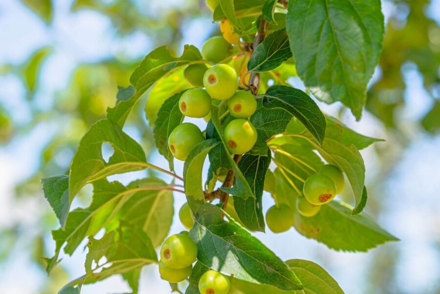 Malus 'Professor Sprenger' Malus 'Professor Sprenger'
