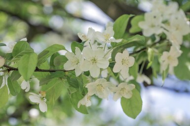 Malus 'Professor Sprenger' hochstamm 12/14