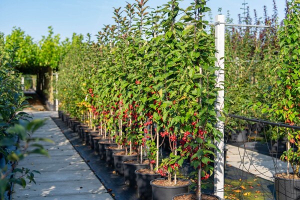 Malus 'Red Obelisk'