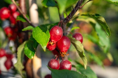 Malus 'Red Obelisk'