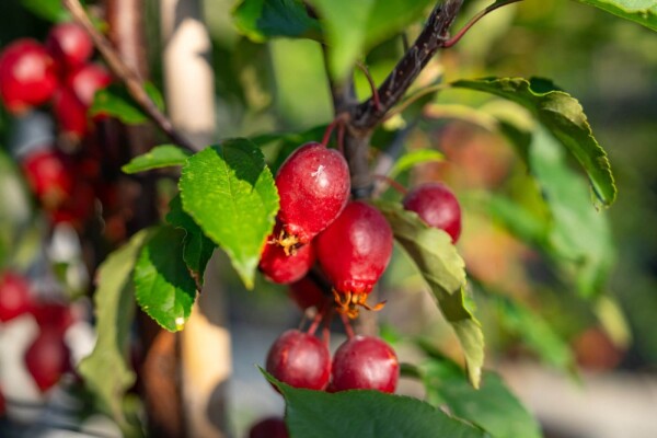 Malus 'Red Obelisk' hoogstam