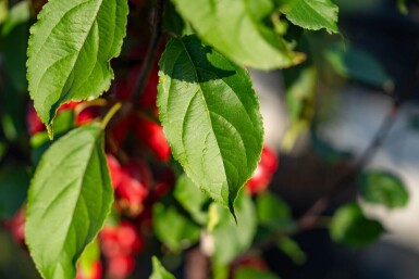 Malus 'Red Obelisk' hochstamm 10/12