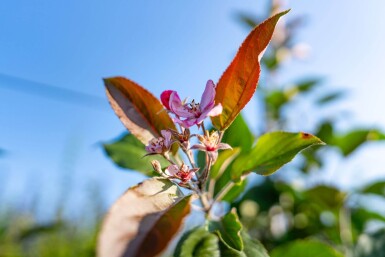 Malus 'Red Obelisk' hochstamm 10/12