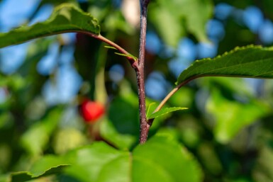 Malus 'Red Obelisk' hochstamm 10/12